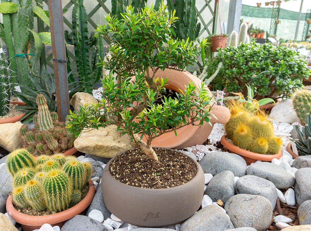 Bonsai di mirto